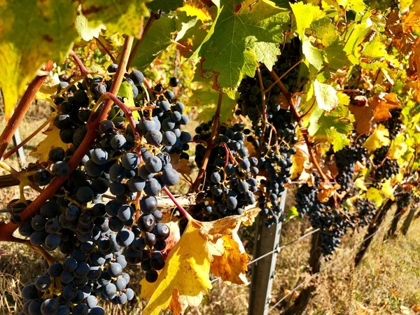 IPE fioletowy winogron na winorośli jesienią — Zdjęcie stockowe