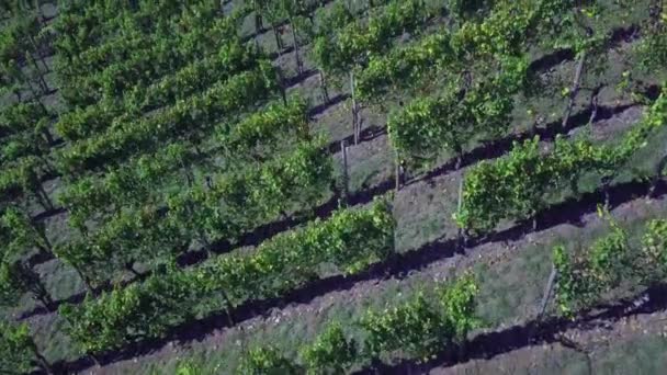 Vista aérea de un viñedo en otoño — Vídeos de Stock