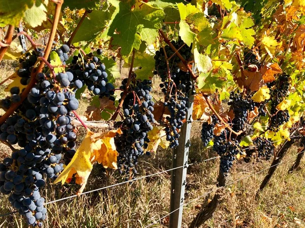 Uvas roxas ipe em uma videira no outono — Fotografia de Stock