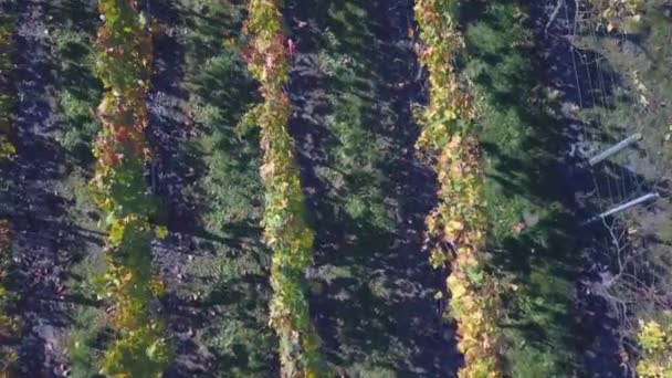 Flygfoto över en vingård i höst — Stockvideo