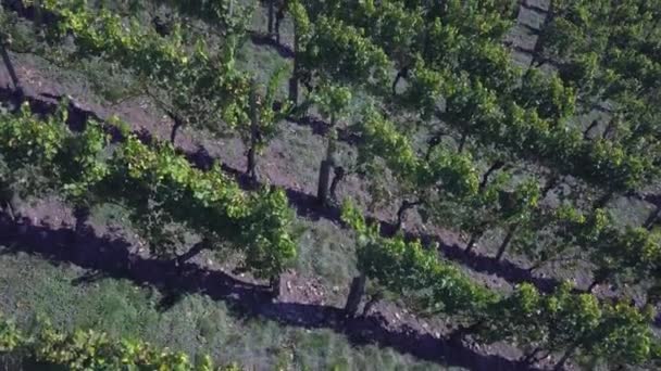 Vista aérea de un viñedo en otoño — Vídeos de Stock