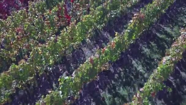 Luchtfoto van een wijngaard in de herfst — Stockvideo