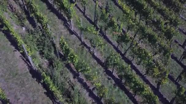 Luchtfoto van een wijngaard in de herfst — Stockvideo