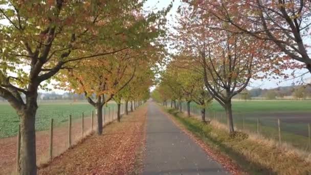 Callejón en el parque de otoño con follaje colorido — Vídeos de Stock