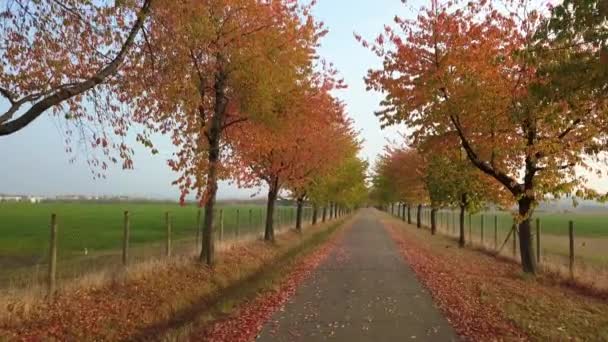 Alley in autumn park with colorful foliage — Stock Video