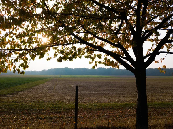 Allée dans le parc d'automne avec un feuillage coloré — Photo