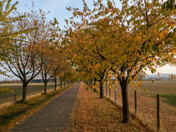 Aleja w jesienny park z kolorowych liści — Zdjęcie stockowe