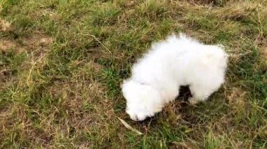 Küçük beyaz köpek çimenlerde etrafında oynuyor