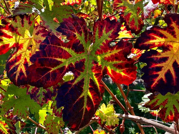 Färgglada vinblad i höst — Stockfoto