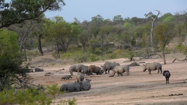 Rhinos, jabalíes, impalas y ñus bebiendo juntos — Vídeo de stock