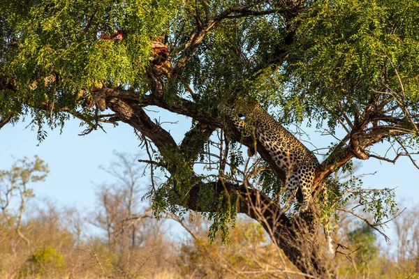 Leopar cinayetini kalır yanında istirahat ağacında — Stok fotoğraf