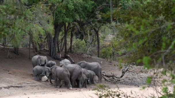 Группа африканских слонов пьет — стоковое видео