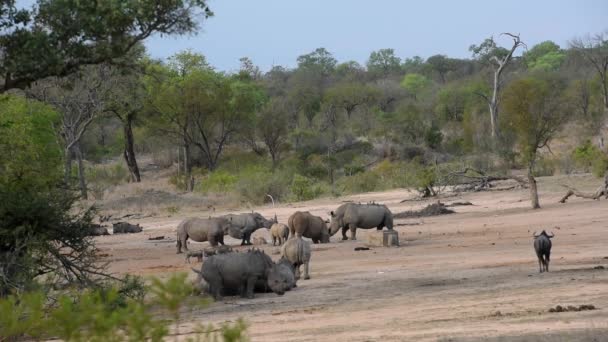 Rinocerontes, warthogs e gnus bebendo juntos — Vídeo de Stock