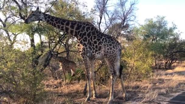 Girafe africaine broutant d'un arbre — Video