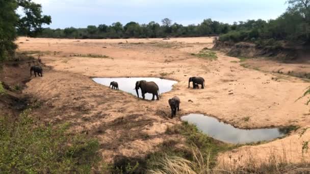 Troupeau d'éléphants avec des bébés mignons — Video