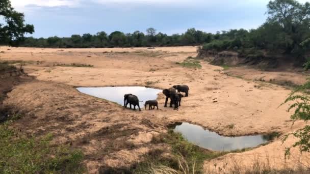 Elephants herd with cute babies — Stock Video