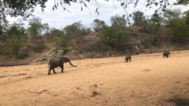 Troupeau d'éléphants marchant vers un trou d'eau — Video