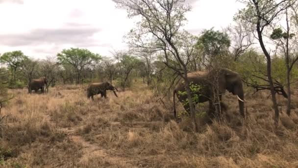 Слоны пасутся в саванне — стоковое видео