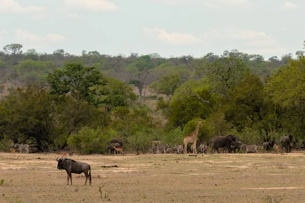 Büyük zürafa sürüsütoz savannah Serengeti Milli Parkı Tanzanya üzerinde. — Stok fotoğraf