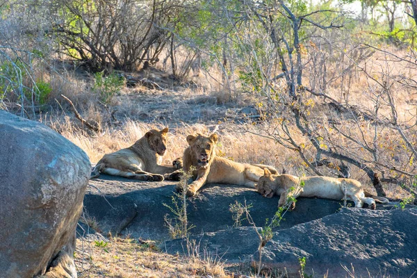 African lion herd resting after eating their kill — Stock Photo, Image
