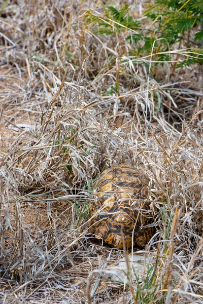 African Leopard Tortoise gjemmer seg under gresset. – stockfoto