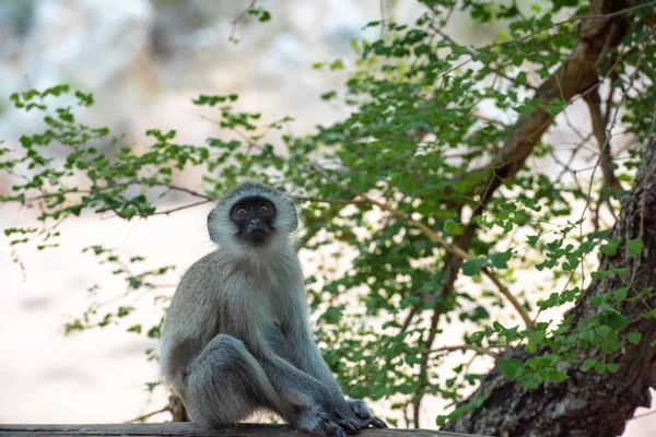 Een jonge en nieuwsgierig Afrikaanse Vervet aap — Stockfoto