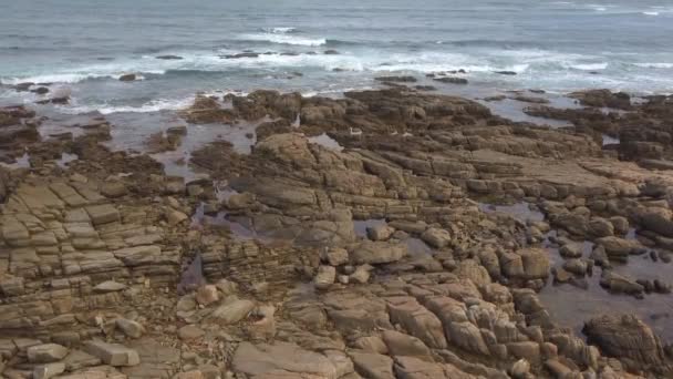 海浪和岩石海岸的鸟图 — 图库视频影像