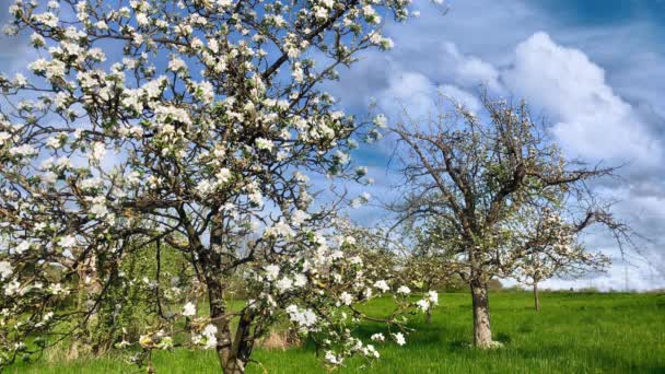 Цвіте яблуко над фоном природи — стокове відео