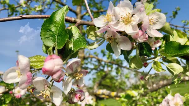 Bloeiende appelboom over natuur achtergrond — Stockvideo