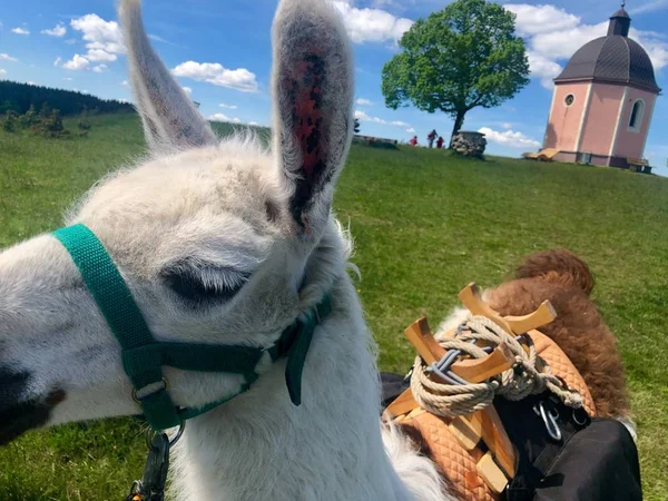 Llama on tour in Germany — Stock Photo, Image