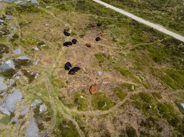 Vista aerea sulle mucche lungo Curbar Edge — Foto Stock