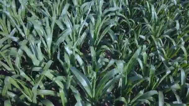 Vue du dessus du champ de maïs 