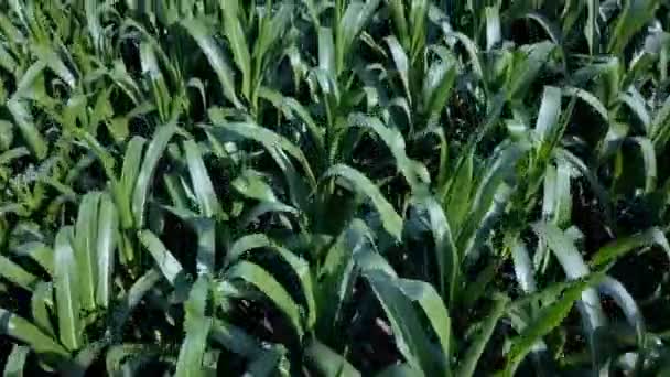 Top view of maize field — Stock Video