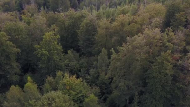 Vista aérea sobre uma floresta na Alemanha — Vídeo de Stock