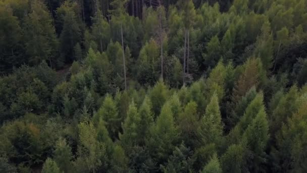 Εναέρια θέα σε ένα δάσος στη Γερμανία — Αρχείο Βίντεο