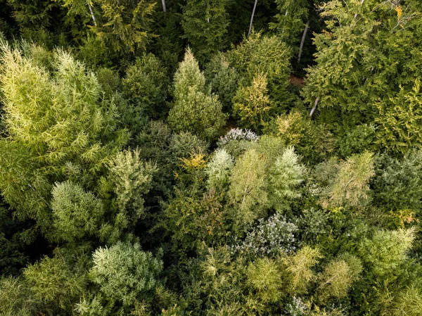 Vista aérea sobre uma floresta na Alemanha — Fotografia de Stock