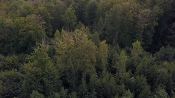 Luftfoto på en skov i Tyskland – Stock-video