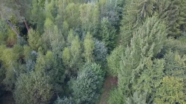 Luchtfoto van een bos in Duitsland — Stockvideo
