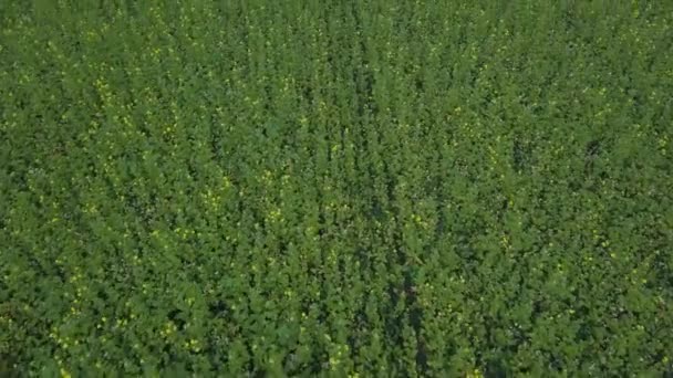 Drone flight over a field of rapeseed — Stock Video