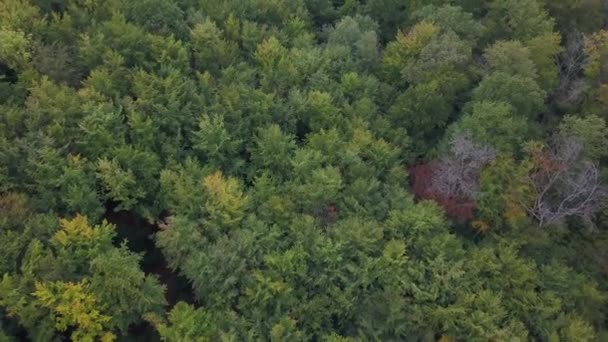 Aerial view of forest in autumn — Stock Video