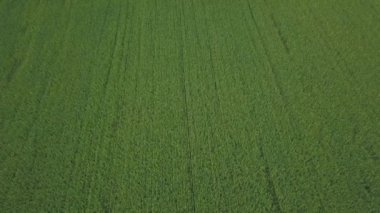 Kolza tarlası üzerinde İHA uçuşu