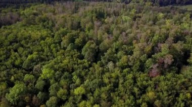 Sonbaharda ormanın havadan görünüşü