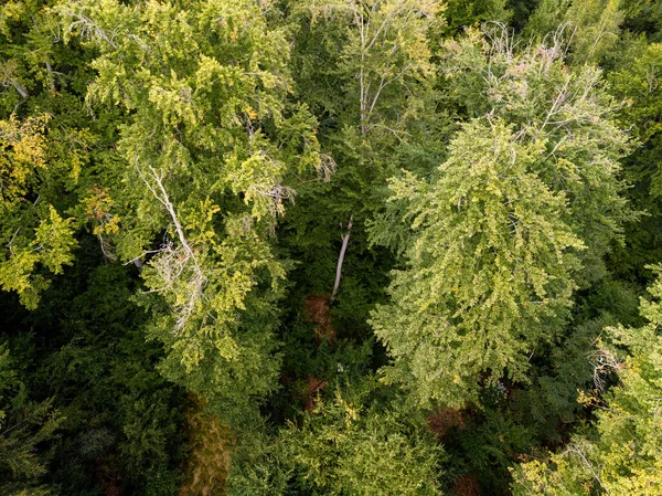 Vista aérea sobre uma floresta na Alemanha — Fotografia de Stock