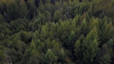 Almanya'da bir orman havadan görünümü