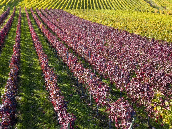 Vinhedos em cores de outono perto de Estugarda, Alemanha — Fotografia de Stock