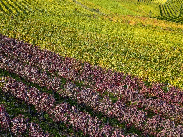 Vineyards in fall colors near Stuttgart, Germany — Stock Photo, Image