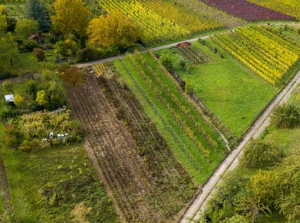 Zahradní parcely se zeleninovými poli a vinicemi — Stock fotografie