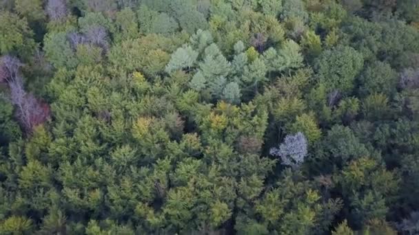 秋天的森林鸟瞰 — 图库视频影像
