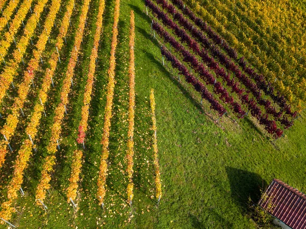 Szőlőültetvények őszi színek közelében Stuttgart, Németország — Stock Fotó