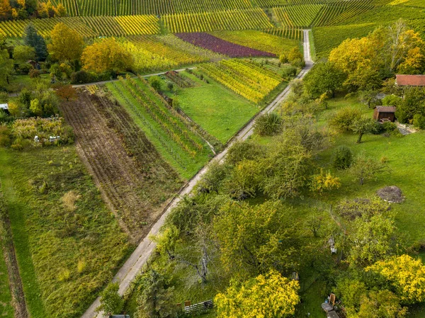 Garden plots with vegetables fields and vineyards — Stock Photo, Image